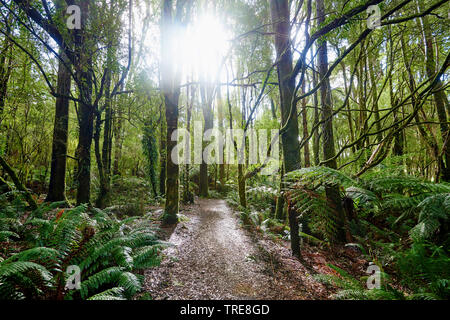 Wandern durch den Wald in der Great Otway National Park im Frühling, Australien, Victoria, Great Otway National Park Stockfoto