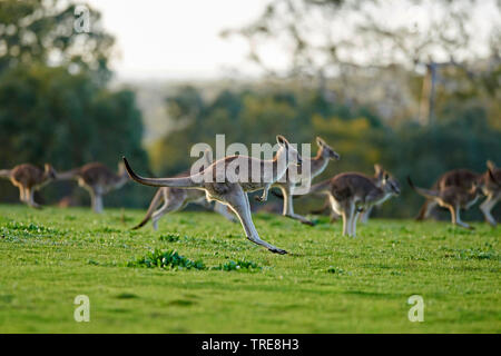 Eastern Grey Kangaroo, Eastern Grey Kangaroo, grossen Grauen Kängurus, forester Kangaroo (Macropus giganteus), austretende Gruppe, Australien, Victoria Stockfoto