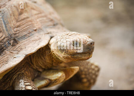 Afrikanische trieb Schildkröte/Nahaufnahme Kopf Schildkröte Stockfoto