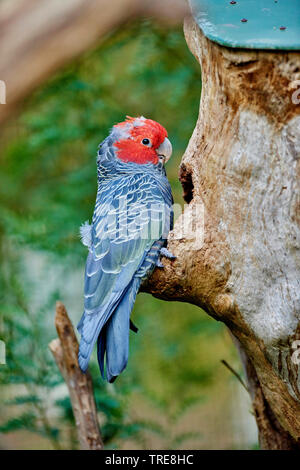 Gang-gang cockatoo (Callocephalon fimbriatum), männlich, Australien, Victoria Stockfoto