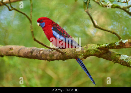 Crimson Rosella, Pennant Rosella (Platycercus elegans), sitzt auf einem Ast, Australien, Victoria, Dandenong Ranges National Park Stockfoto