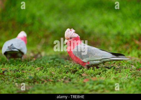 Galah (Eolophus roseicapillus, Cacatua roseicapillus), zwei galahs in einer Wiese, Australien, Victoria Stockfoto