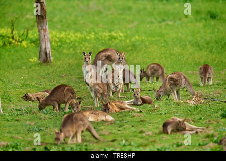 Eastern Grey Kangaroo, Eastern Grey Kangaroo, grossen Grauen Kängurus, forester Kangaroo (Macropus giganteus), Gruppe in einer Wiese, Australien, Victoria Stockfoto