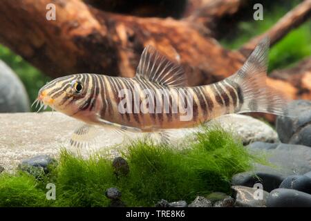 Banded Loach (Botia Striata), im aquarium Stockfoto