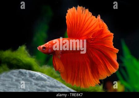 Siamese fighting fish, Siam Fighter (Betta splendens, Betta splendens Halfmoon Roten Halbmond Rot), Rasse Halfmoon Rot Stockfoto