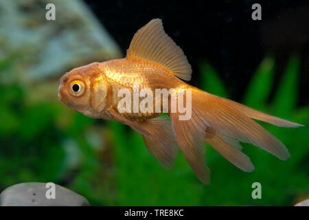 Goldfische, Karpfen (Carassius Auratus Oranda Kupfer), Rasse Oranda Kupfer Stockfoto