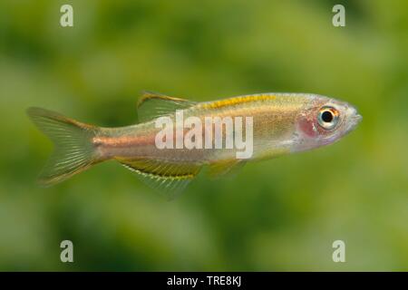 Birma danio, Glowlight danio (Danio choprae, Danio choprai, Brachydanio choprai, Celestichthys choprae), im Aquarium Stockfoto