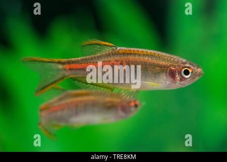 Birma danio, Glowlight danio (Danio choprae, Danio choprai, Brachydanio choprai, Celestichthys choprae), im Aquarium Stockfoto