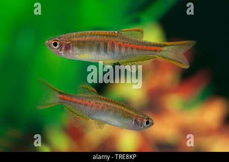 Birma danio, Glowlight danio (Danio choprae, Danio choprai, Brachydanio choprai, Celestichthys choprae), im Aquarium Stockfoto