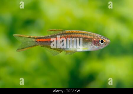 Birma danio, Glowlight danio (Danio choprae, Danio choprai, Brachydanio choprai, Celestichthys choprae), im Aquarium Stockfoto