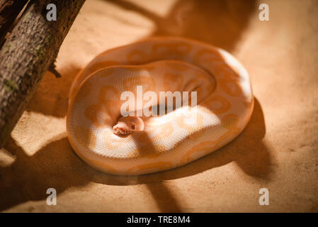 Golden python gelbe Schlange liegen auf Boden/Albino Tigerpython Stockfoto