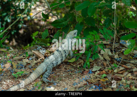 Leguan unter der Vegetation, in Chichen Itza, auf der Halbinsel Yucatan Stockfoto