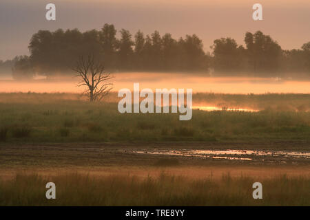 Sonnenaufgang am NP de Biesbosch, Niederlande, Nationalpark De Biesbosch Stockfoto