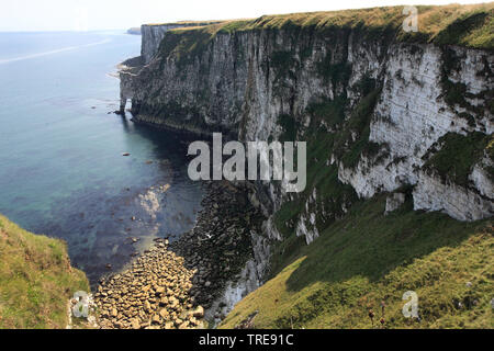 Bempton Cliffs, Vereinigtes Königreich, England, Yorkshire Stockfoto