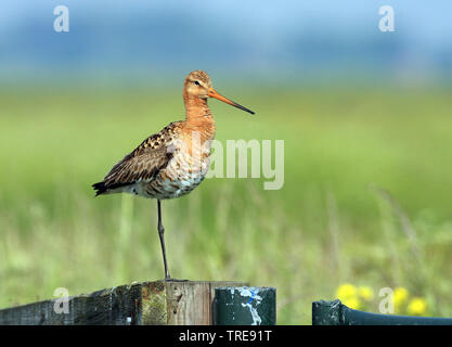 Uferschnepfe (Limosa limosa), auf einem Haufen Holz, Spanien, Andalusien, Coto De Donana National Park, Veta La Palma Stockfoto