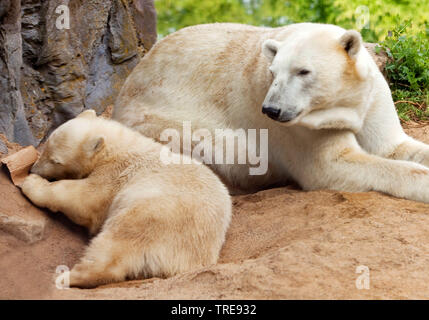 Eisbär (Ursus maritimus), bearess mit Cub in einem Zoo Stockfoto