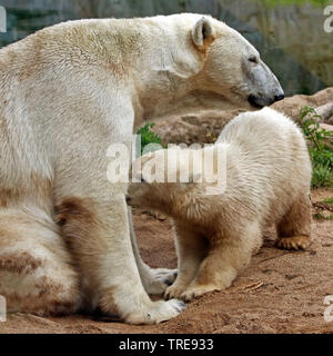 Eisbär (Ursus maritimus), Mutter mit Bärchen in einem Zoo Stockfoto