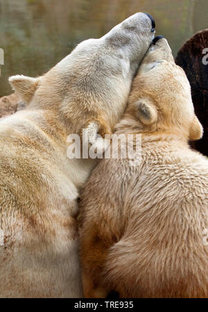 Eisbär (Ursus maritimus), bearess Kuscheln mit Cub in einem Zoo, Rückansicht Stockfoto