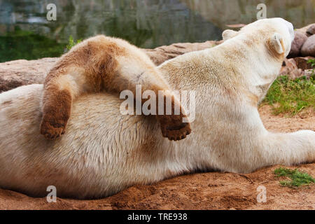 Eisbär (Ursus maritimus), bearess mit Cub in einem Zoo Stockfoto