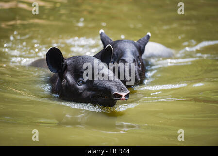 Tapir schwimmen auf dem Wasser im Wildlife Sanctuary/Tapirus terrestris oder Malaiische Tapirus Indicus Stockfoto