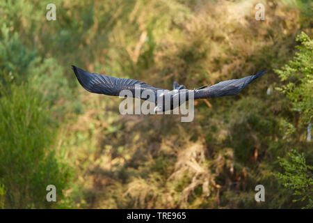 Wedge-tailed eagle (Aquila Audax), im Flug, Australien, Victoria Stockfoto