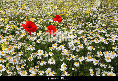 Common Poppy, Corn Poppy, Roter Mohn (Papaver rhoeas), Geruchlos Kamille, Niederlande Stockfoto