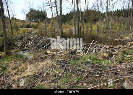 Eurasischen Biber, Europäischer Biber (Castor Fiber), Beaver Dam, Niederlande Stockfoto