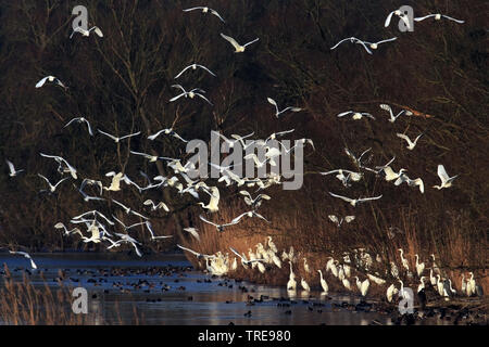 Silberreiher, Silberreiher (Egretta alba, Casmerodius Albus, Ardea alba), Kolonie an einem See im Winter, Niederlande, Nationalpark De Biesbosch Stockfoto