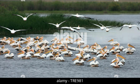 Eastern White Pelican (Pelecanus onocrotalus), Kolonie am Donaudelta, Rumänien, Donaudelta, Biosphaerenreservat Donaudelta Stockfoto