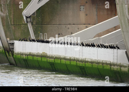 Kormoran (Phalacrocorax carbo), nebeneinander auf einem Watergate, Niederlande Stockfoto