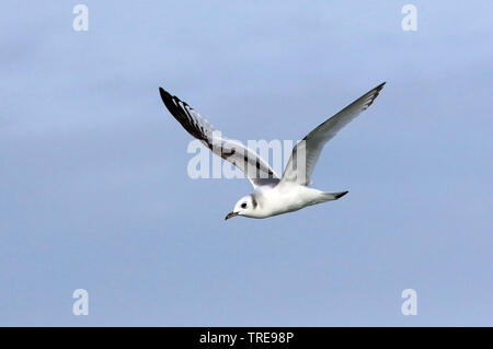 Schwarz-legged Dreizehenmöwe (Rissa tridactyla, Larus tridactyla), juvenile im Flug, Niederlande Stockfoto