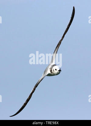 Schwarz-legged Dreizehenmöwe (Rissa tridactyla, Larus tridactyla), juvenile im Flug, Niederlande Stockfoto