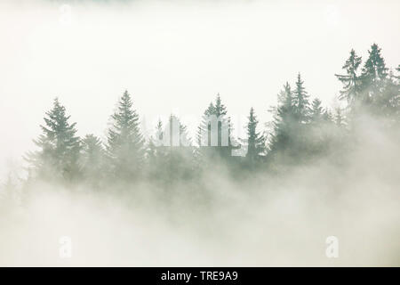Die Fichte (Picea abies), Wald am Ratenpass im Nebel, Schweiz Fichte, Zug Stockfoto