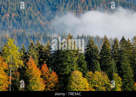 Die Fichte (Picea abies), Mischwald mit Nebel Patches im Herbst, Schweiz, Berner Alpen Stockfoto