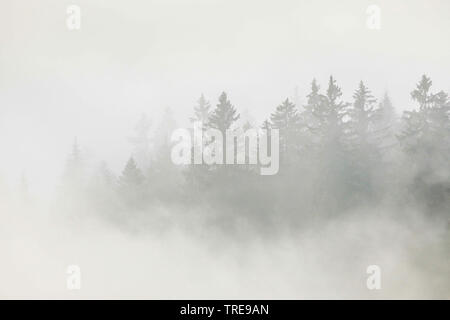Die Fichte (Picea abies), Fichtenwald am Ratenpass im Nebel, Schweiz Stockfoto