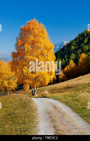 Gemeinsame Birke, Silver Birch, weiße Birke, Birke (Betula pendula, Betula Alba), Feld Pfad im Unterengadin, Schweiz, Graubünden, Engadin Stockfoto