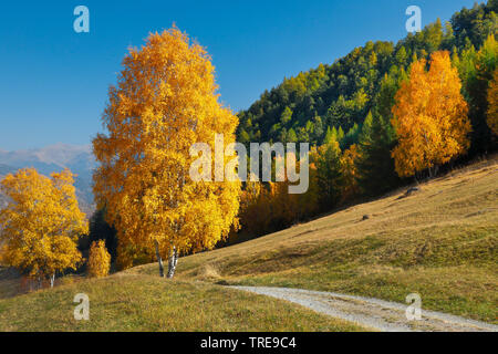 Gemeinsame Birke, Silver Birch, weiße Birke, Birke (Betula pendula, Betula Alba), Feld Pfad im Unterengadin, Schweiz, Graubünden, Engadin Stockfoto