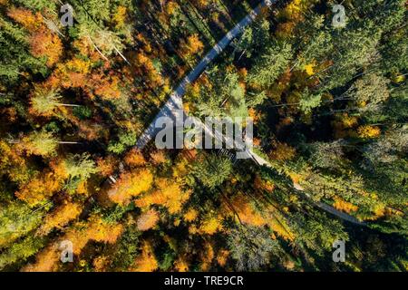 Herbst Wald im Zürcher Oberland, drone Bild, Schweiz, Zürcher Oberland Stockfoto