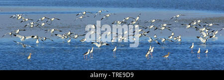 Pied Säbelschnäbler (Recurvirostra Avosetta), große Gruppe, Panorama, Spanien, Cota Donana National Park Stockfoto