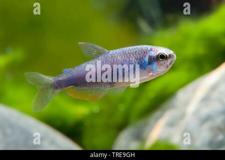 Kerri Tetra, blau Kaiser (Inpaichthys kerri Super Blue), die Tierzucht form Super Blue Stockfoto