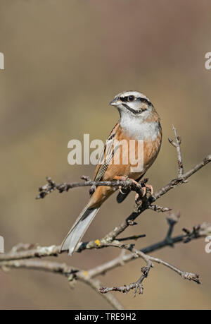 Zippammer (Emberiza cia), auf einem Zweig, Italien Stockfoto