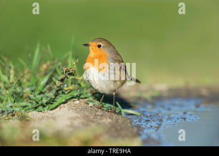 Europäische Robin (Erithacus Rubecula), steht am Ufer, Italien Stockfoto