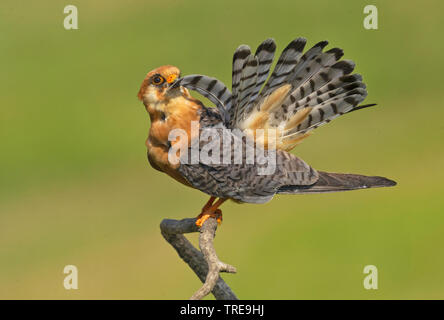 Western Red-footed Falcon (Falco vespertinus), erwachsene Frau, Italien Stockfoto