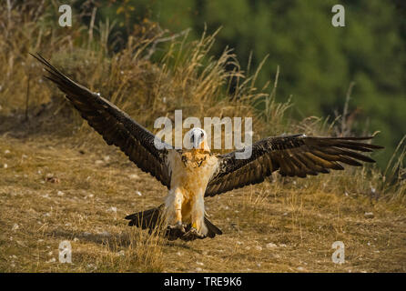 Lämmergeier, Bartgeier (Gypaetus Barbatus), Landung, Italien Stockfoto