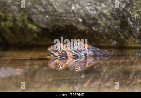 Grasfrosch, grasfrosch (Rana temporaria), ein Paar in der laichzeit Wasser, Italien Stockfoto