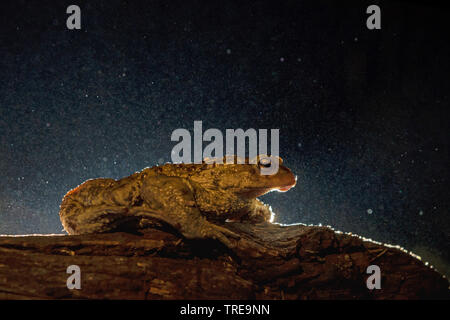 Europäische Erdkröte (Bufo bufo), sitzt auf einem Stück Holz in der Nacht, Italien Stockfoto