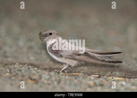 Crag Martin (Ptyonoprogne rupestris, argynnis rupestris), das Sammeln von Nistmaterial, Italien, Aostatal Stockfoto