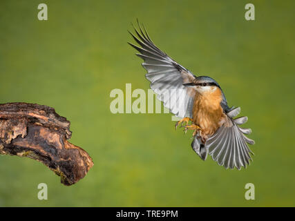 Eurasischen Kleiber (Sitta europaea), nähert sich ein Zweig, Italien Stockfoto