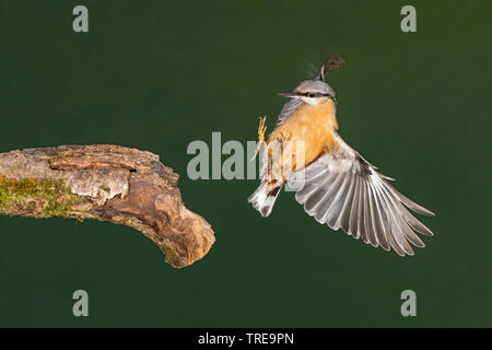 Eurasischen Kleiber (Sitta europaea), nähert sich ein Zweig, Italien Stockfoto