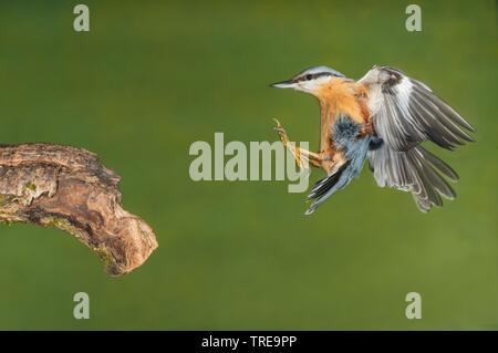 Eurasischen Kleiber (Sitta europaea), nähert sich ein Zweig, Italien Stockfoto